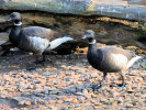 Brent Goose (WWT Slimbridge March 2012) - pic by Nigel Key